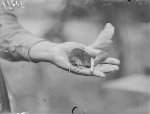 Kurzohrmaus : Kurzohrmaus (Microtus subterranus Selys-Longchamps), auch kleinäugige Wühlmaus, auf einer menschlichen Hand.