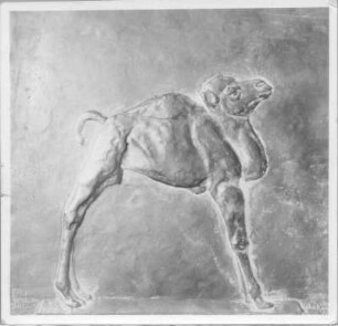 Neugeborenes Dromedar. Gips (?) (1934; E. Richter). Dresden-Südvorstadt, Eisenstuckstraße, Atelier der Bildhauerin