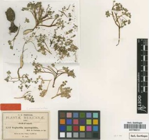 Euphorbia macropodoides B.L.Rob. & Greenm. [type]