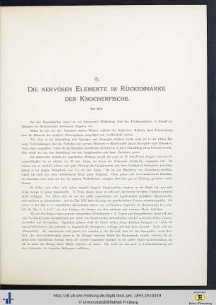 Die nervösen Elemente im Rückenmarke der Knochenfische.