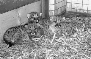 Nachwuchs bei den Pumas im Karlsruher Zoo