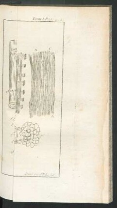 Tafel: L'Interieur des Plantes.