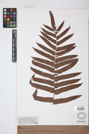 Blechnum capense (L.) Schltdl.