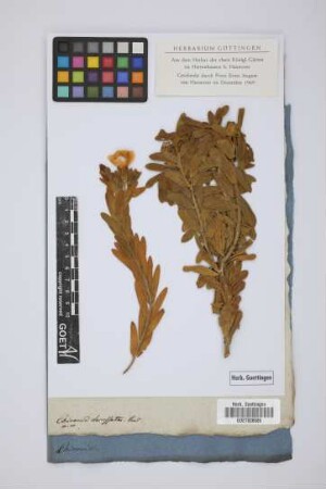 Chironia decussata Vent.
