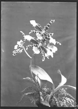 Potsdam, Park Sanssouci, Gewächshaus, Blumenausstellung 1934.