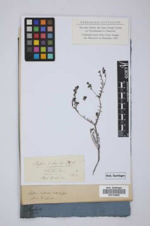 Phylica disticha Eckl. & Zeyh.