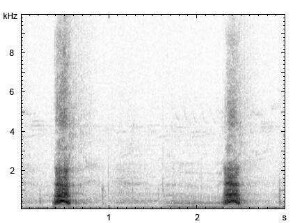 Haushund | Canis lupus f. familiaris - Bellen