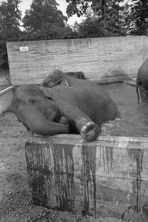 Heißer Sommertag im Karlsruher Zoo