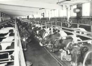 Moderne Stallungen in der Oberlausitz : Viehwirtschaft - häusliche Viehwirtschaft. Ort: Hornja Łužica / Oberlausitz. Stallungen der landwirtschaftlichen Produktionsgenossenschaft