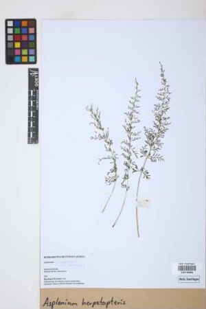 Asplenium herpetopteris Baker