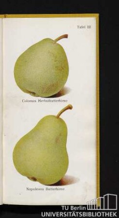 Tafel III. Colomas Herbstbutterbirne und Napoleons Butterbirne.