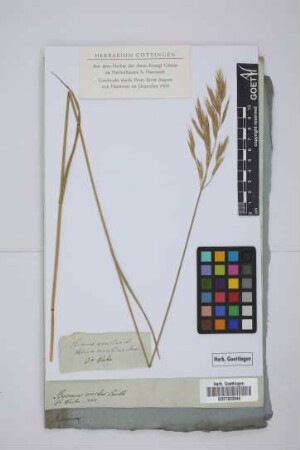 Bromus erectus S