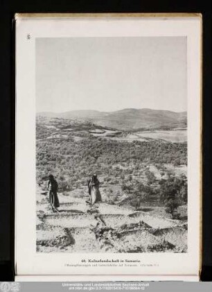 68. Kulturlandschaft in Samaria.