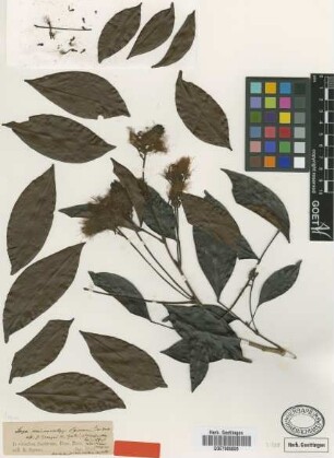 Inga microcalyx Spruce ex Benth. [type]
