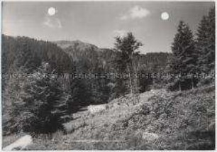 Schwarzwald, Wald