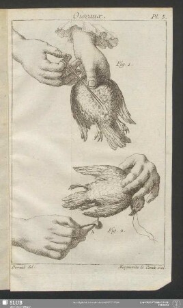 Pl. 5. Oiseaux