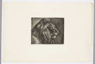 Tête de lion (d’après nature)