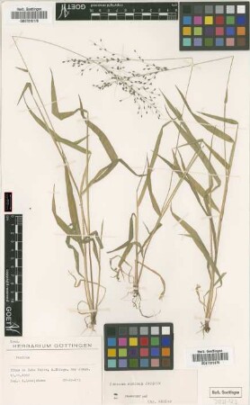 Panicum
