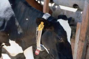 Fotografie: Precision Livestock Farming, Tieridentifikation, Transponder