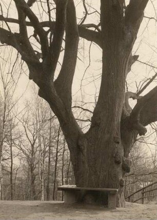 Große Linde : Spreetal oberhalb von Bautzen. Bismarckhain. Große Linde (Tilia) am Steinbruch
