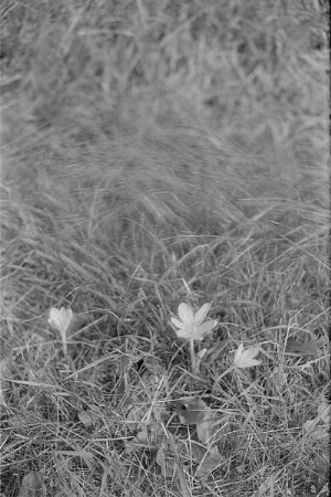Čičmany. Akt-Pleinair 1980. Herbstzeitlose (Colchicum autumnale) auf einer Wiese