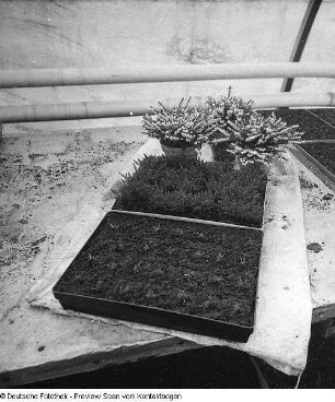 Gartenbau und Landwirtschaft (Gewächshäuser, Blumen, Feldarbeit)