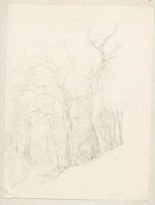 Waldstück