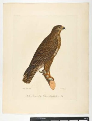 Falco Buteo. Linn. Der Mäusefalke. Mas. - Mäusebussard. - Buteo buteo; mas. - Zeichner: Ambrosius Gabler; Stecher: Johann Carl Bock