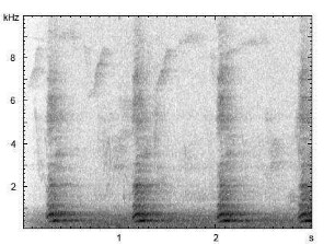 Haushund | Canis lupus f. familiaris - Bellen