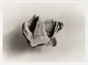Coelodonta antiquitatis, Hystrix
