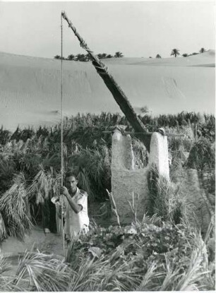 Schaduff in der Souf-Region : Schaduff in einem Garten der algerischen Souf-Region.