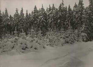 Verschneiter Waldrand im Osterzgebirge