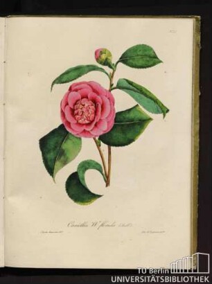 No. 37. Camellia W. florida Colvill's