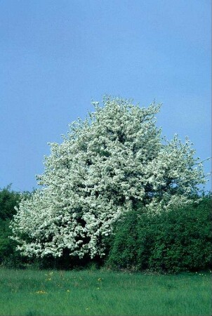 blühender Baum zwischen Hecken