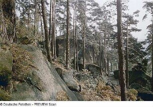 Felsen und Bäume in der Sächsischen Schweiz