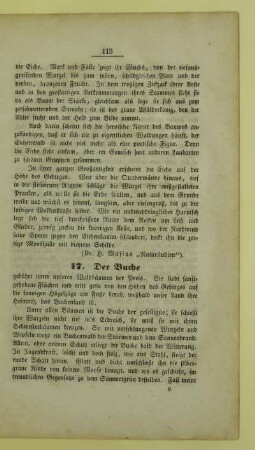 17. Der Buche