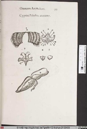 Cyprini Palustris anatome.