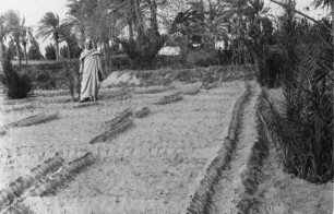 Plantage : Blick auf den Acker einer Plantage
