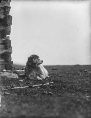 Mudi : Mudi (Haushund, Canis lupus familiaris Linnaeus), ein ungarischer Schäferhund.