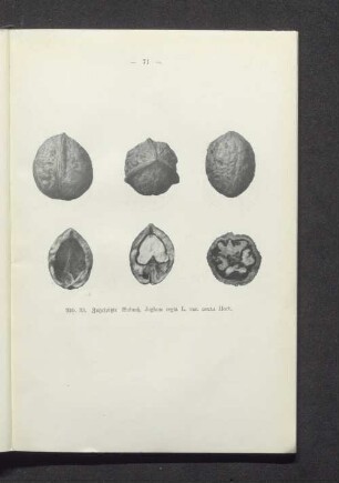 Zugespitzte Walnuß, Juglans regia L. var. acuta Hort.