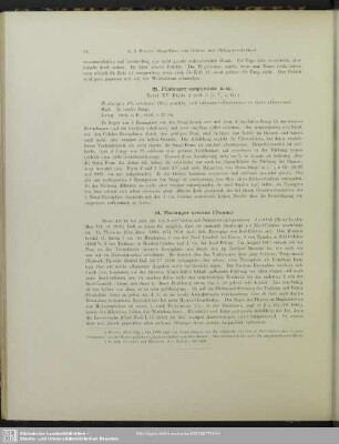 24. Phalanger ursinus (Temm.)