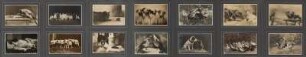 Tieraufnahmen von Käthe Hecht : Leporello mit 14 Tieraufnahmen von Käthe Hecht, hg. von der Neuen Photographischen Gesellschaft AG, Berlin-Steglitz 1913