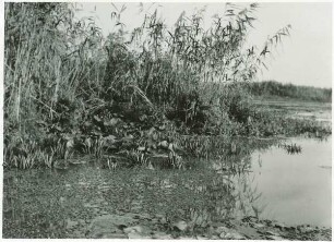 Ufer mit "Plaur" und anderen Wasserpflanzen
