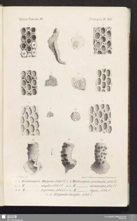 Pl. 607