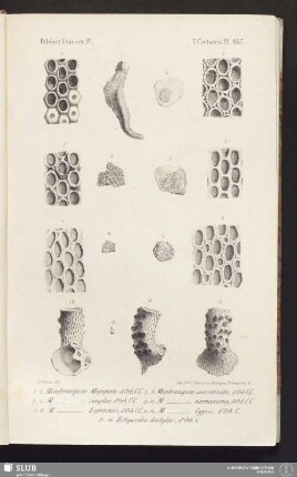 Pl. 607