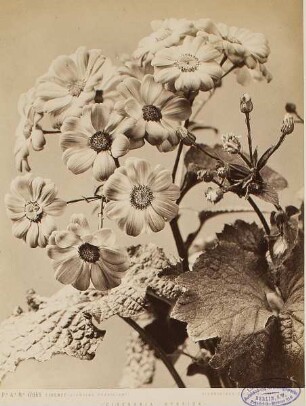Cineraria hybrida, Giardino Torrigiani, Florenz