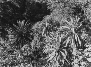 Dichter Wald : Dichter Wald