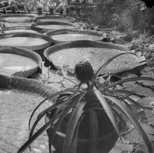 Dresden. Großer Garten, Botanischer Garten der TU, Seerosen
