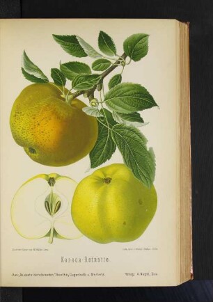 Kanada-Reinette.