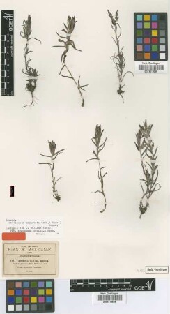Castilleja pallida (L.) Kunth var. B.L.Rob. & Seaton angustata[isotype]